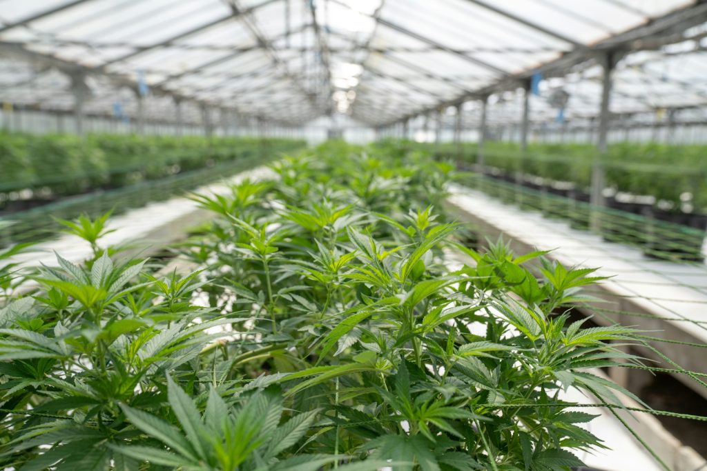 Plants growing in a greenhouse facility