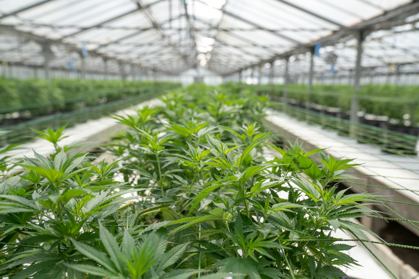Plants growing in a secure greenhouse facility